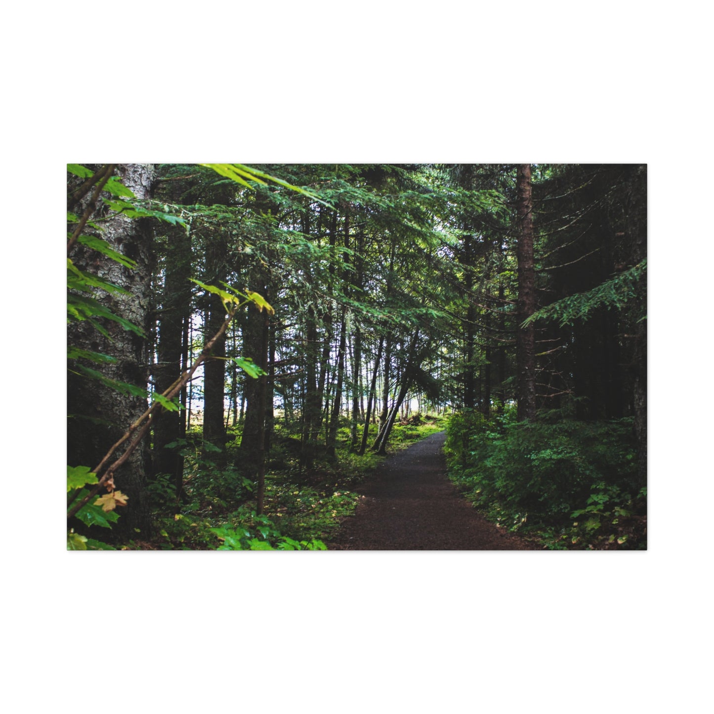 Copy of Canvas Art Print - Trail Through The Trees-Photograph