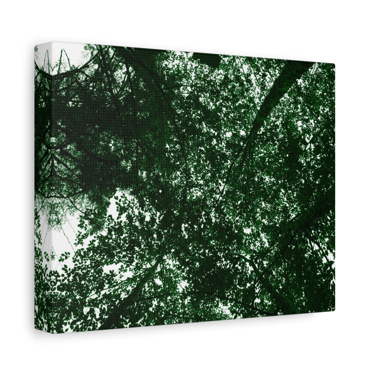 Canvas Print - Towering Tree Tops Photography