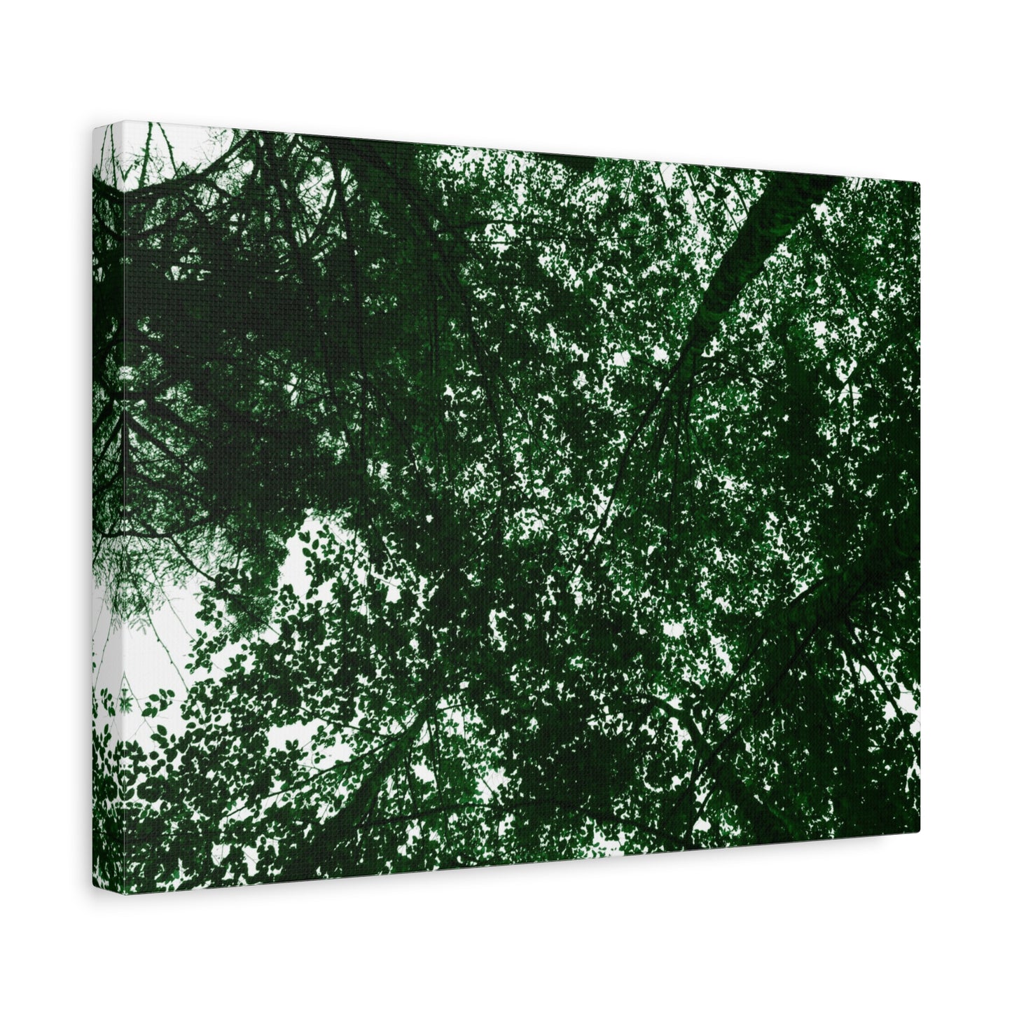 Canvas Print - Towering Tree Tops Photography