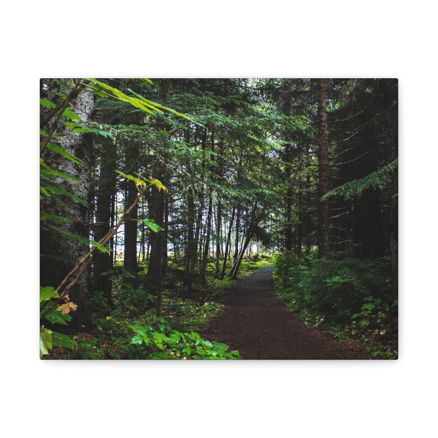 Copy of Canvas Art Print - Trail Through The Trees-Photograph