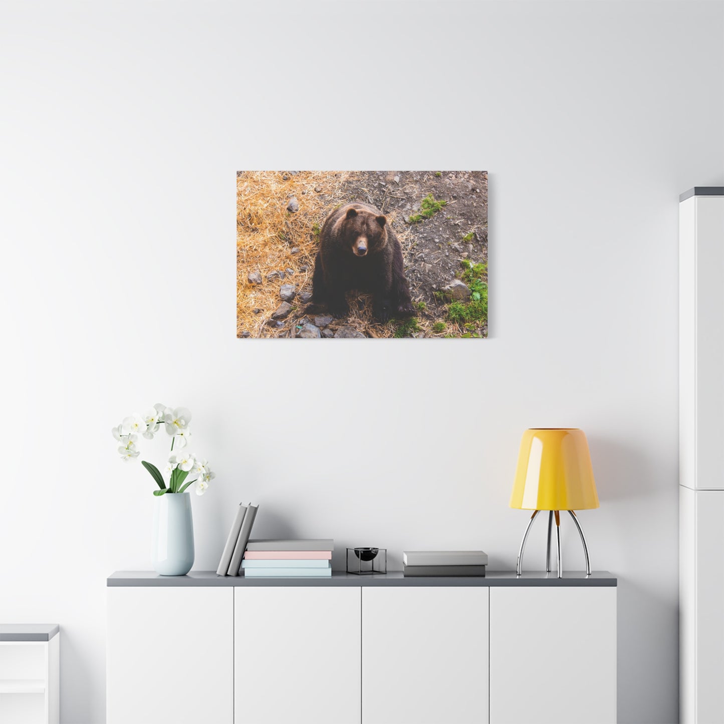 Canvas Print - Staring Bear Photograph