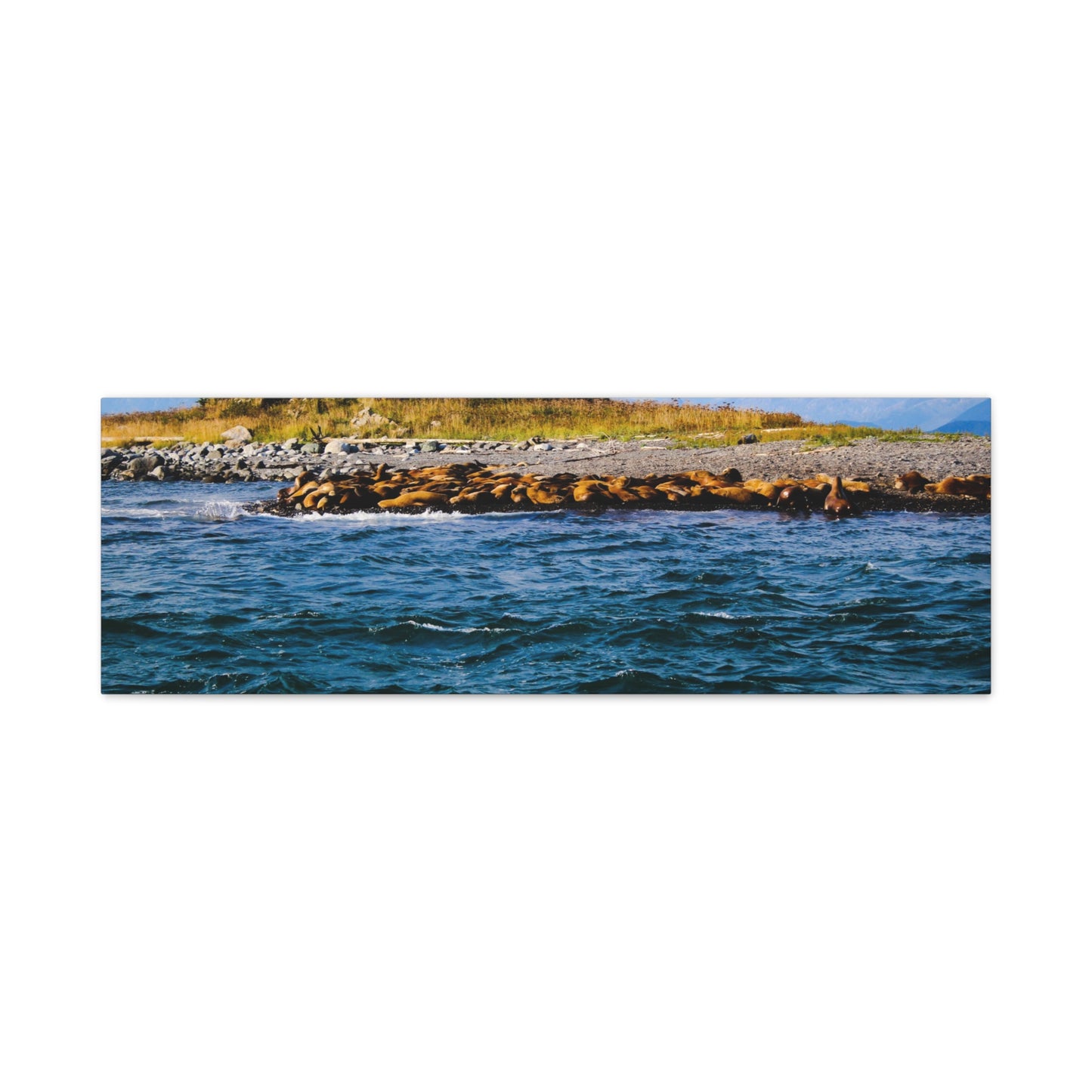 Canvas Print - Photo of Seal Island