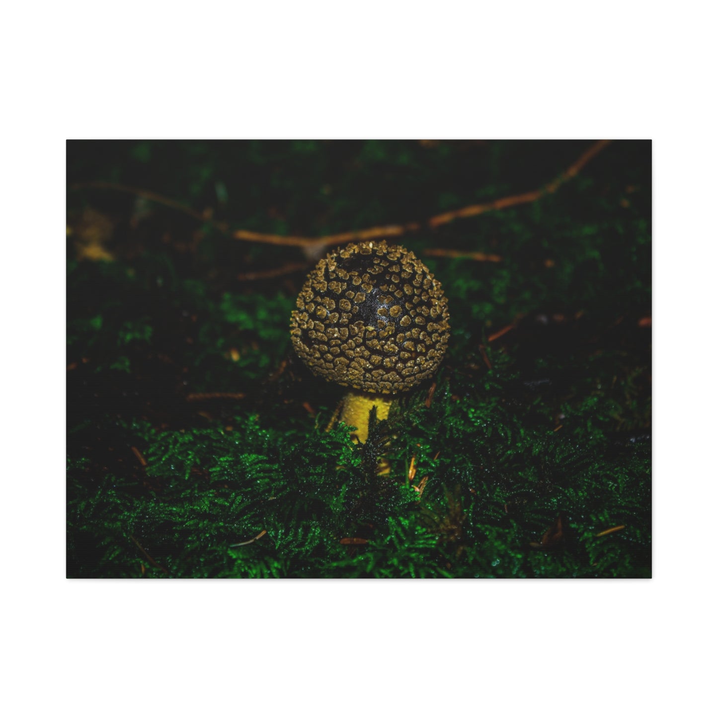 Canvas Print - Micro Mushroom Design