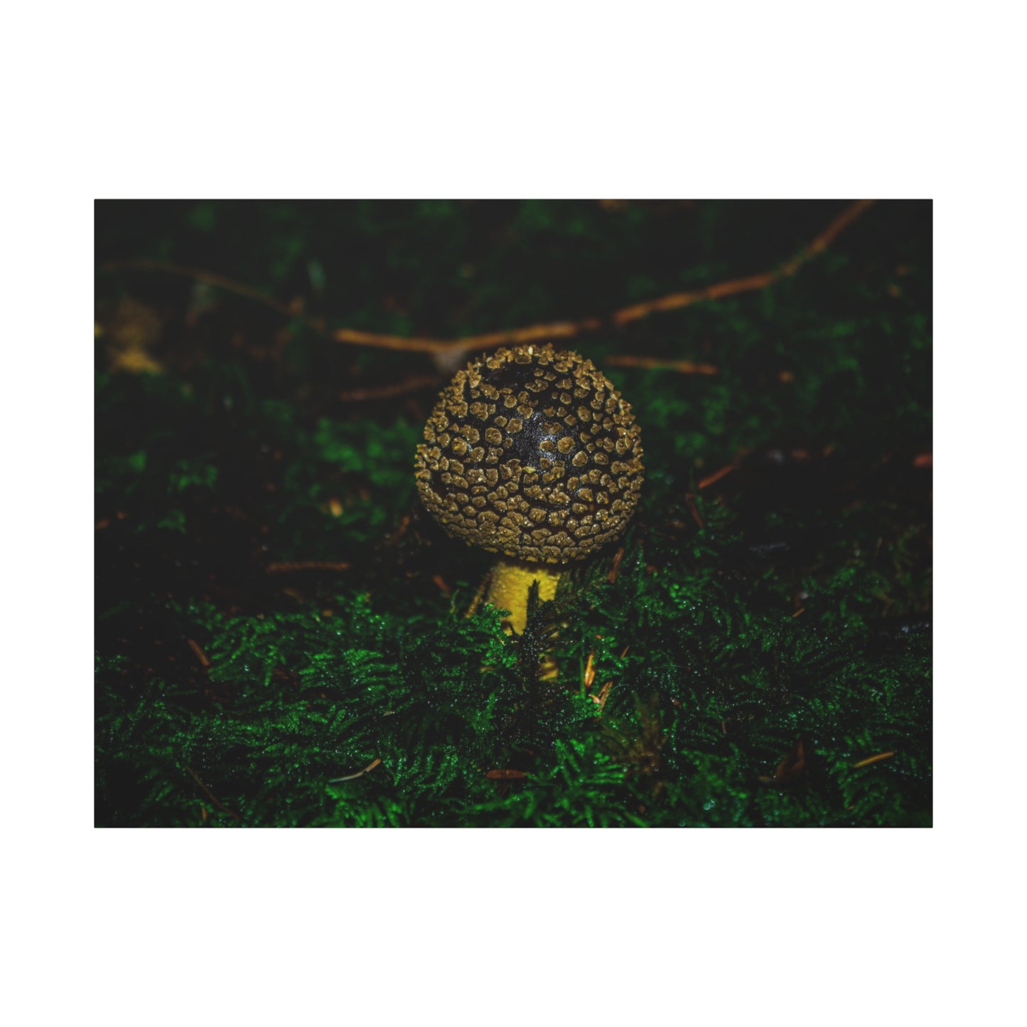 Canvas Print - Micro Mushroom Design