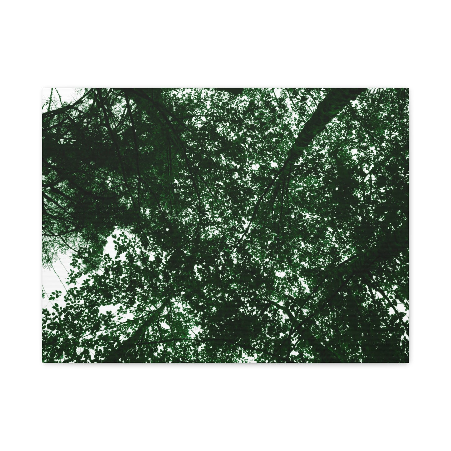 Canvas Print - Towering Tree Tops Photography