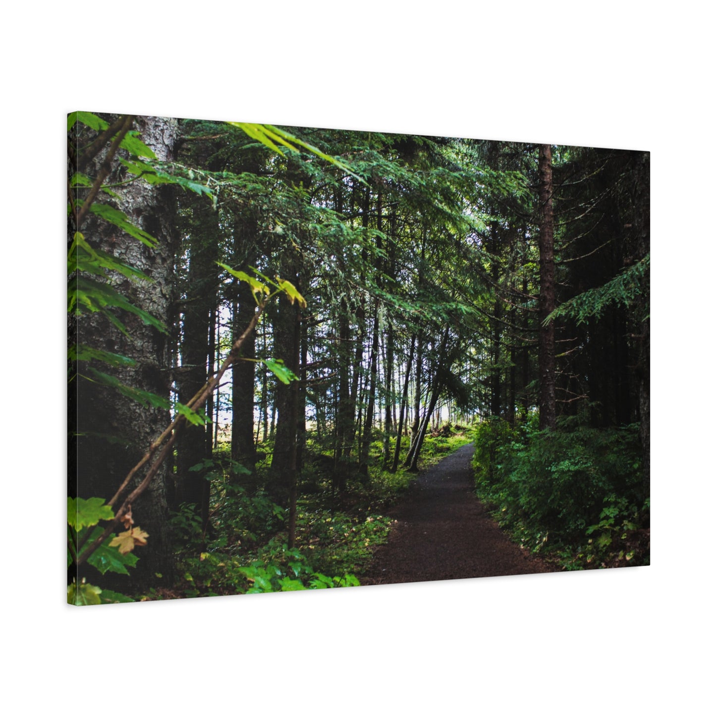 Copy of Canvas Art Print - Trail Through The Trees-Photograph