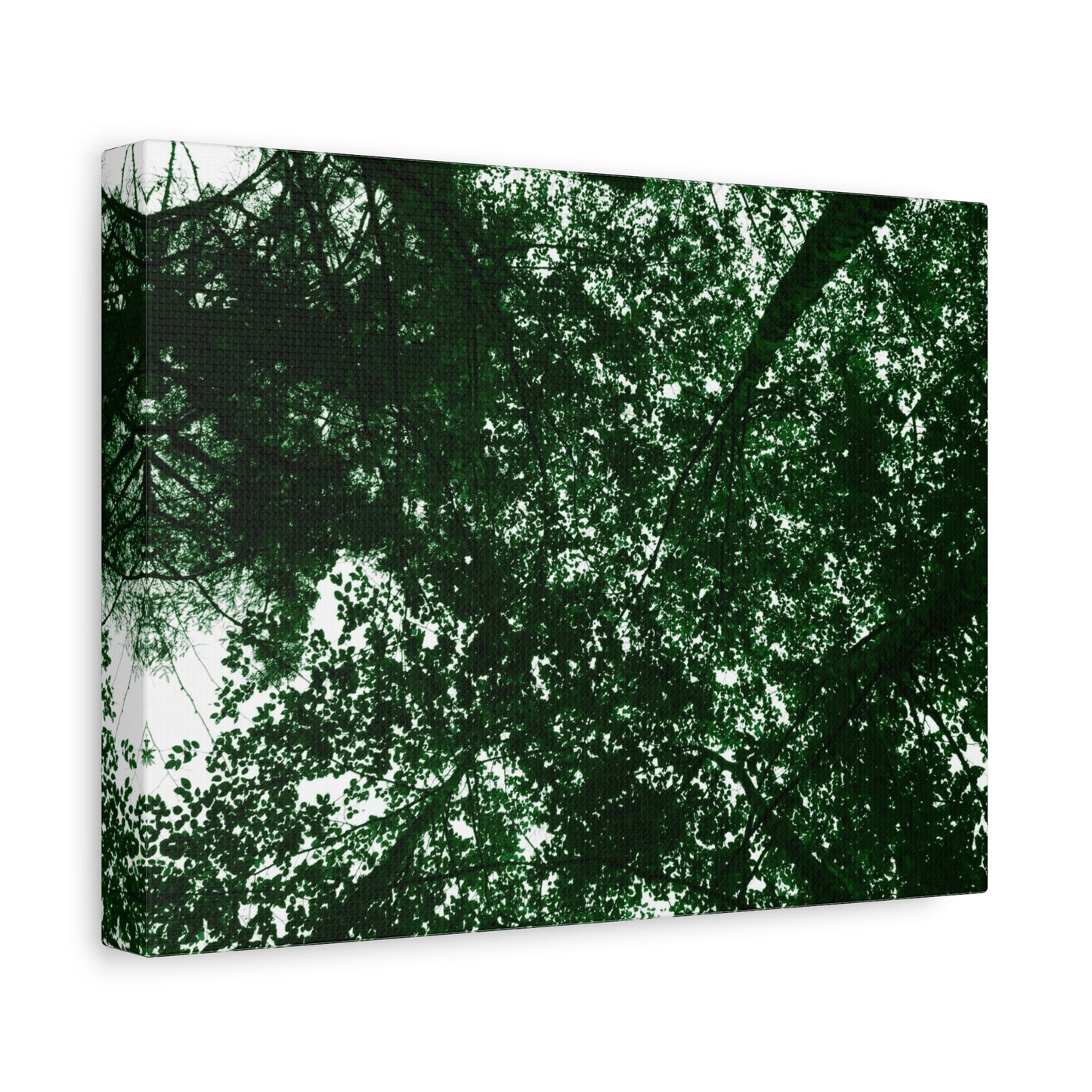 Canvas Print - Towering Tree Tops Photography