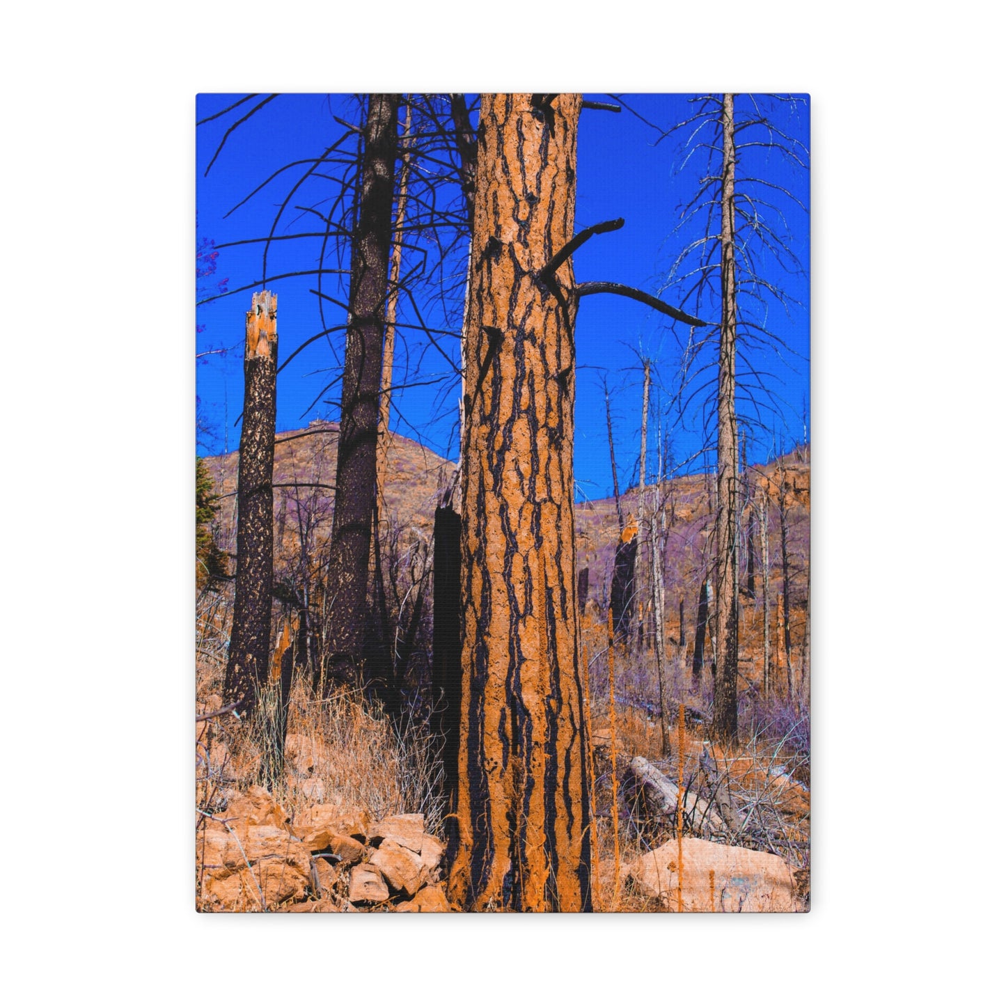 Canvas Print - Thunder Struck Tree Photo
