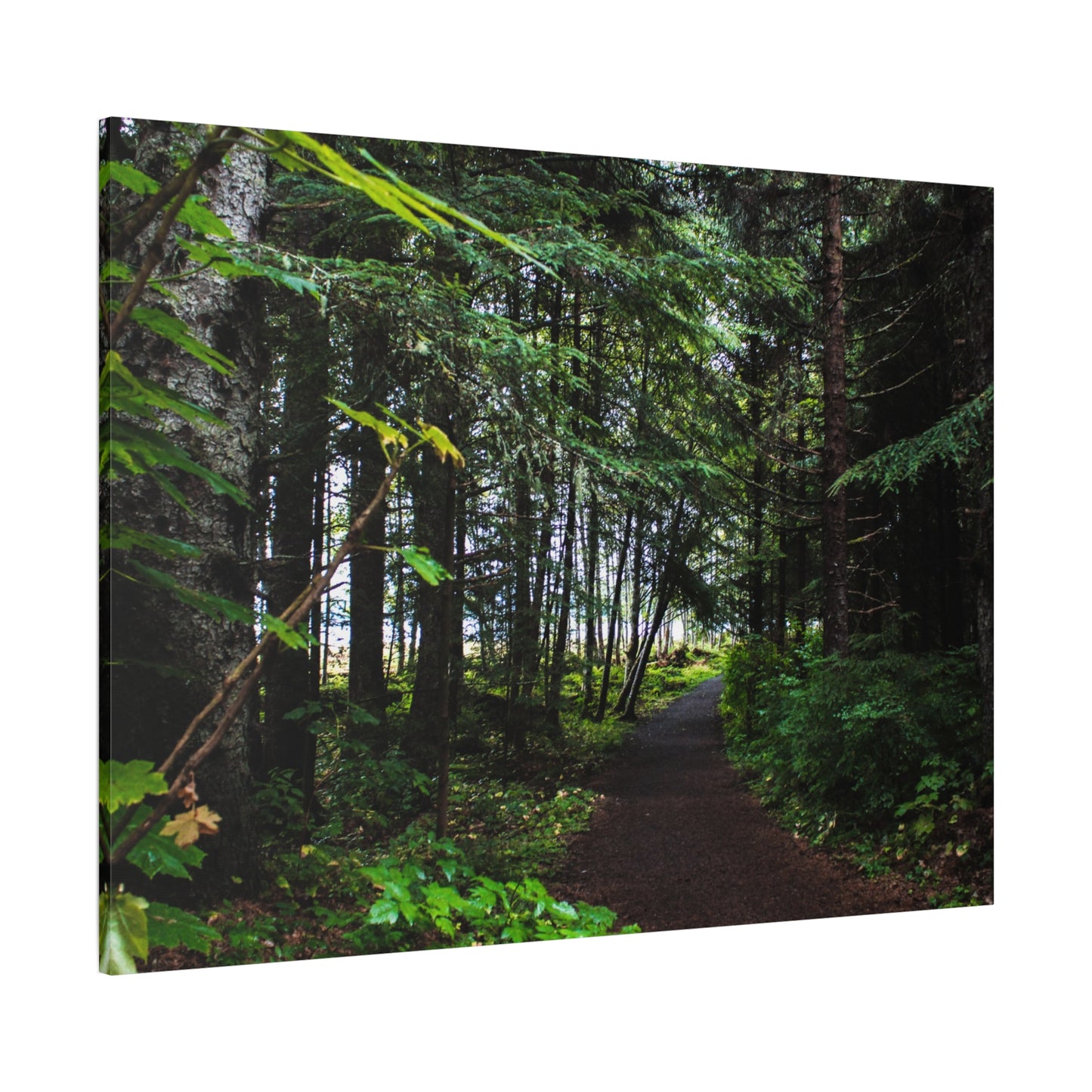 Copy of Canvas Art Print - Trail Through The Trees-Photograph