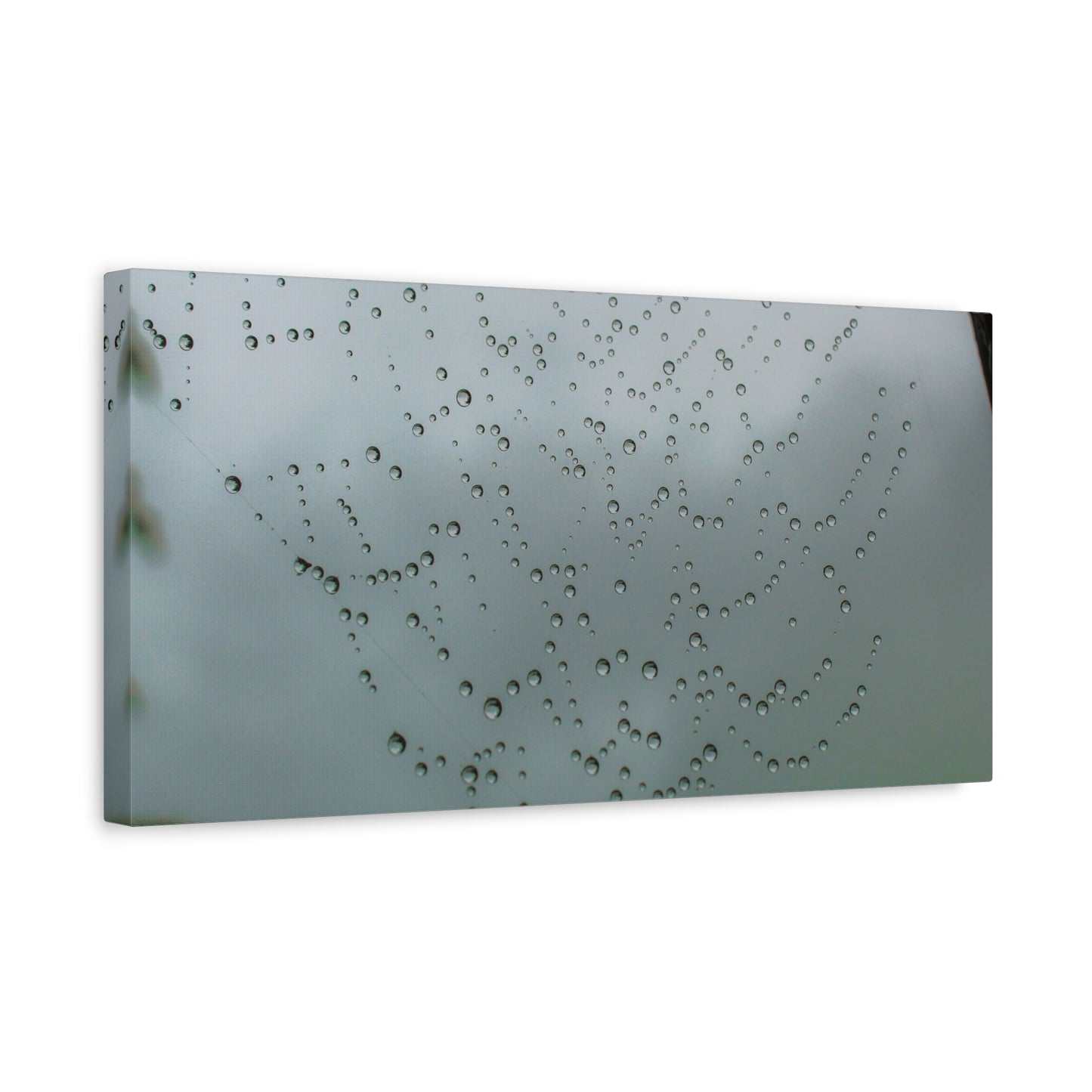 Canvas Print - Morning Dew on Spider Web Photo