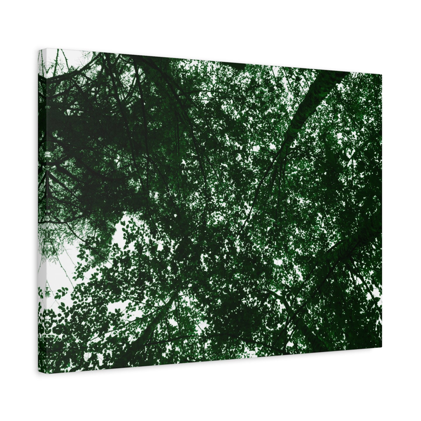 Canvas Print - Towering Tree Tops Photography