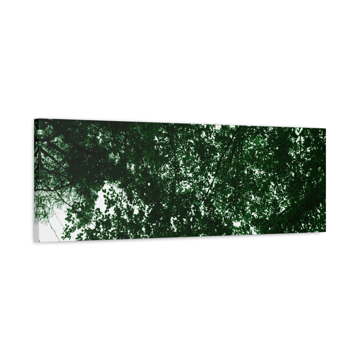 Canvas Print - Towering Tree Tops Photography