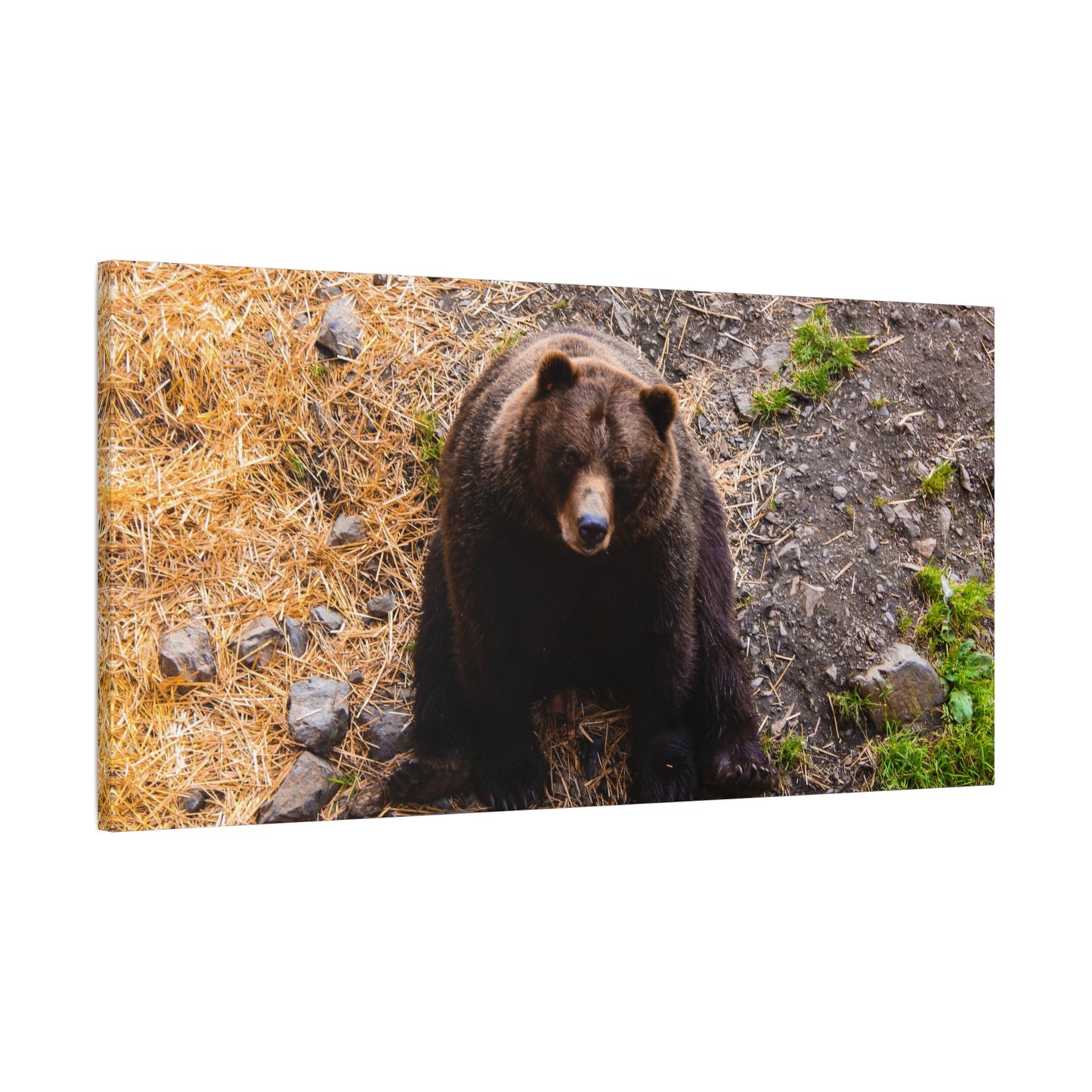 Canvas Print - Staring Bear Photograph