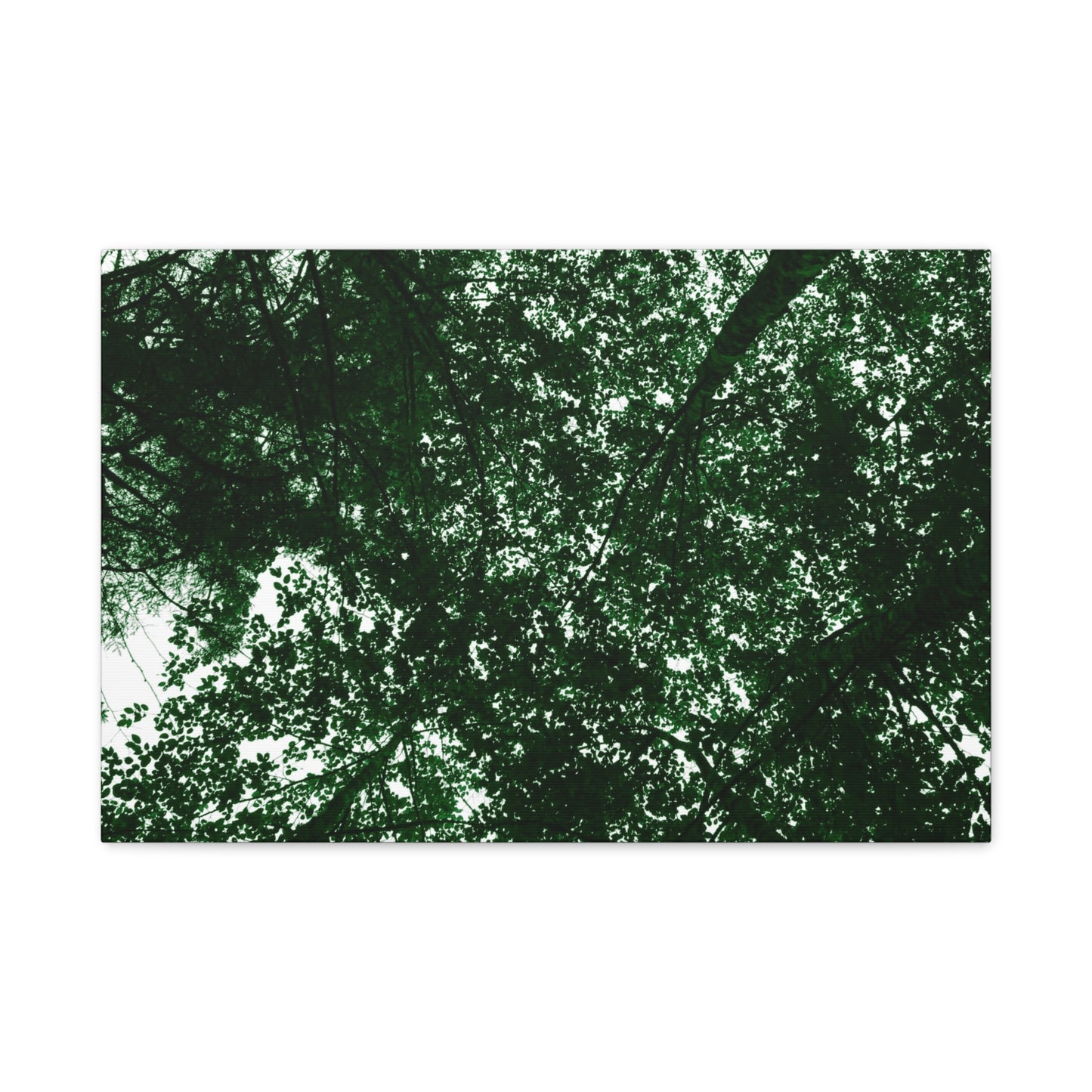 Canvas Print - Towering Tree Tops Photography