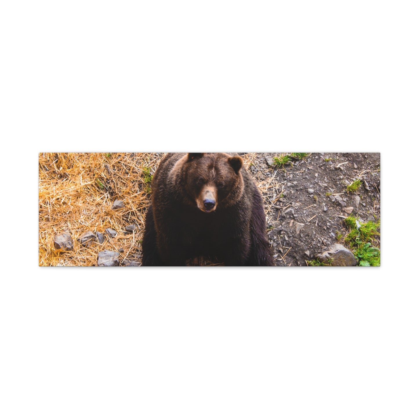 Canvas Print - Staring Bear Photograph