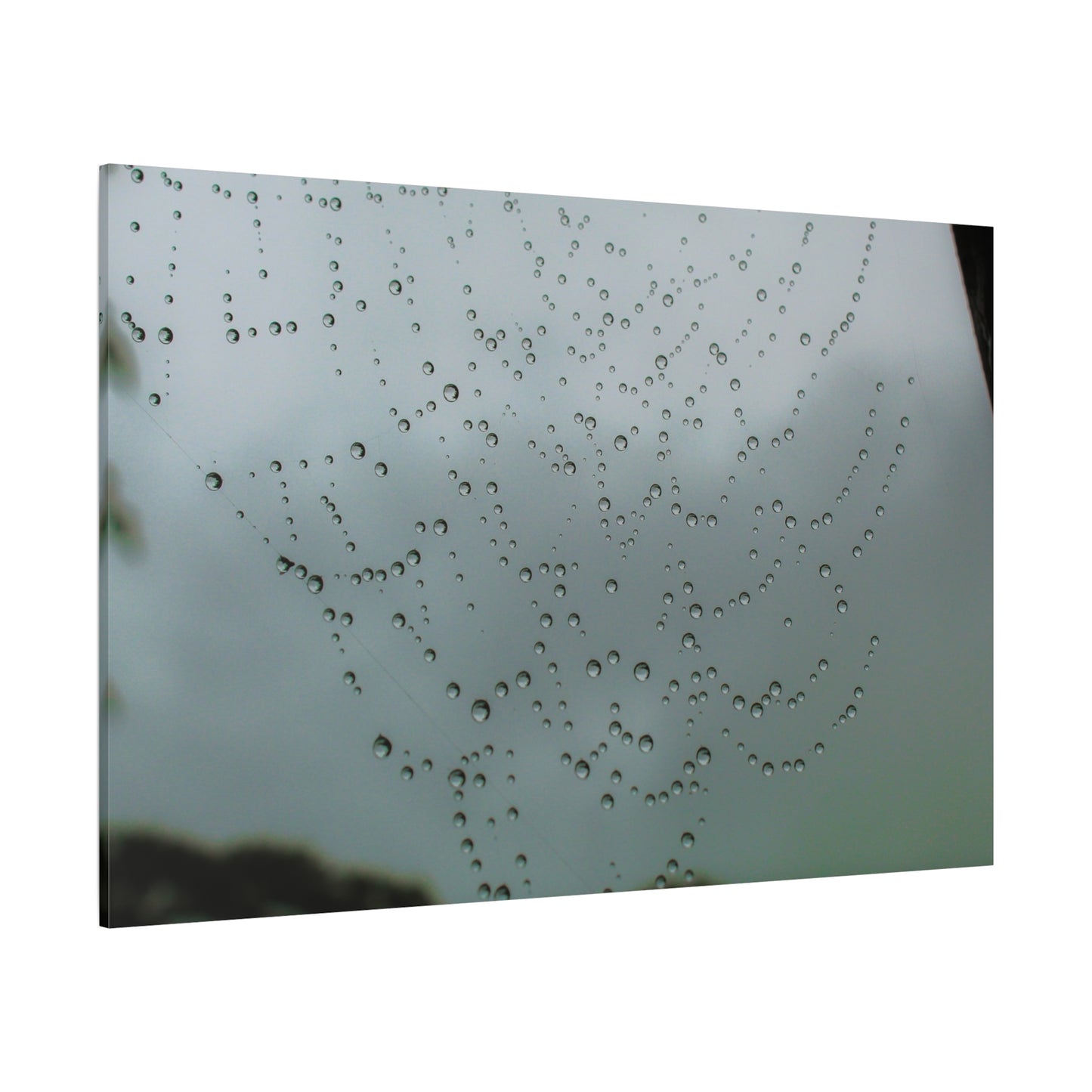 Canvas Print - Morning Dew on Spider Web Photo