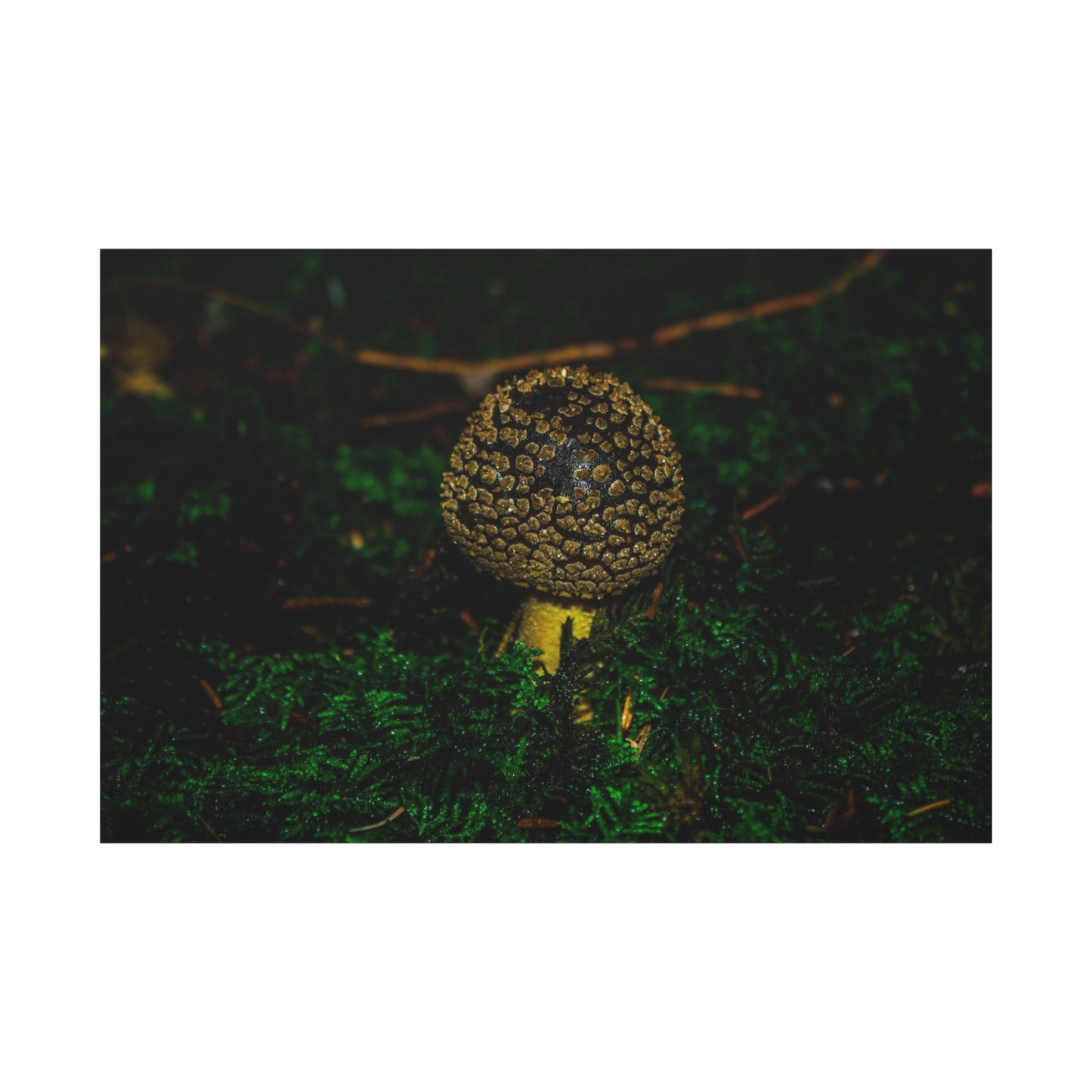 Canvas Print - Micro Mushroom Design