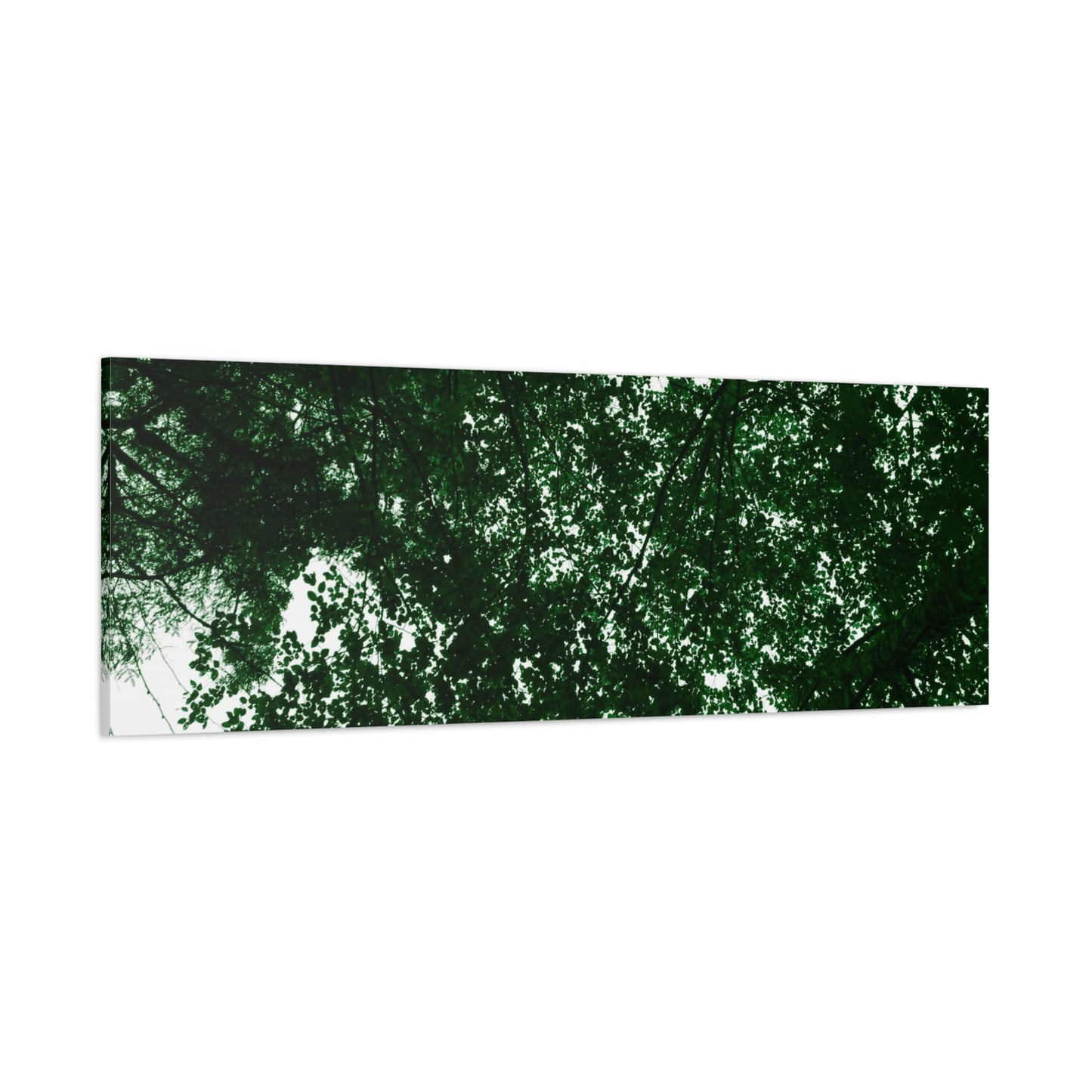 Canvas Print - Towering Tree Tops Photography
