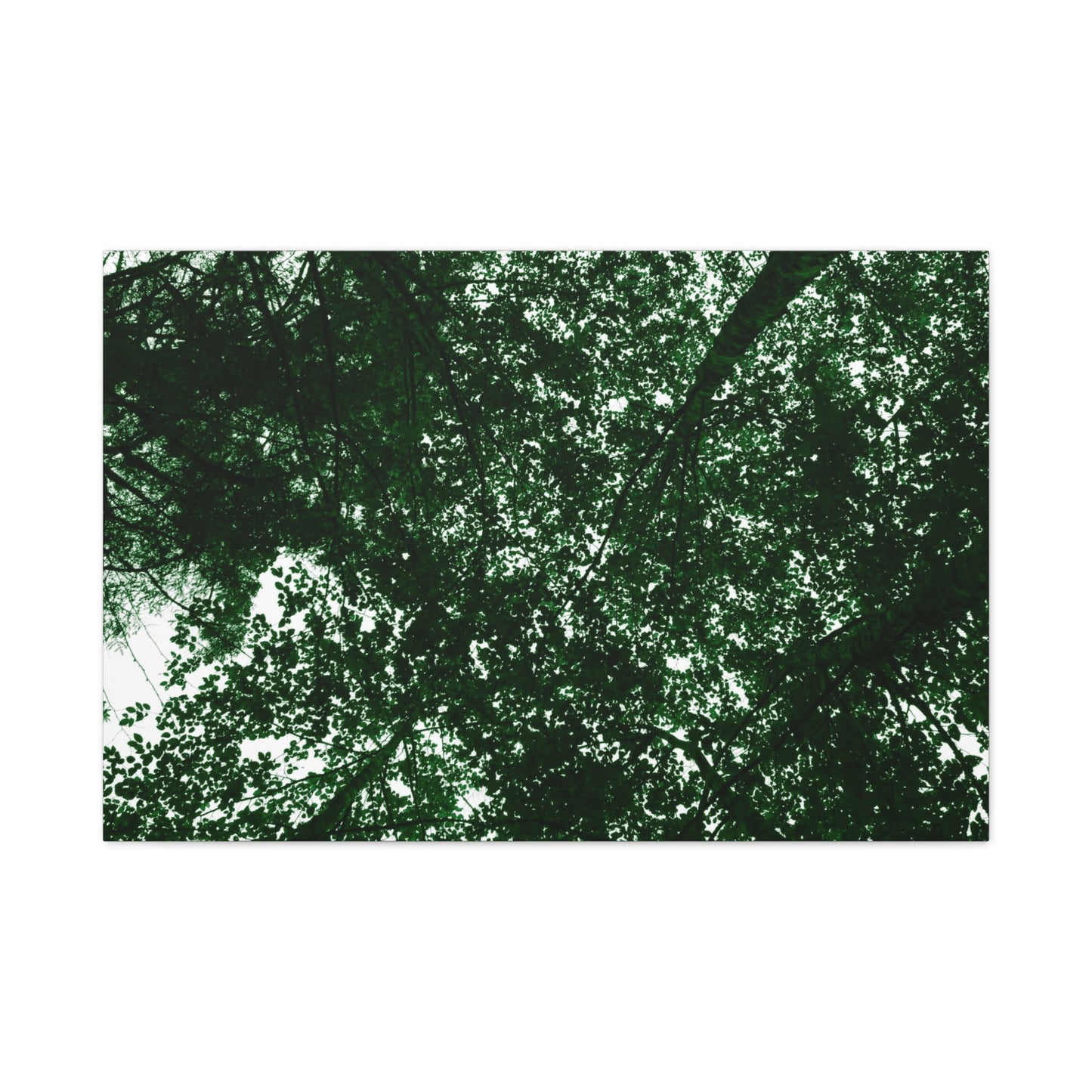 Canvas Print - Towering Tree Tops Photography