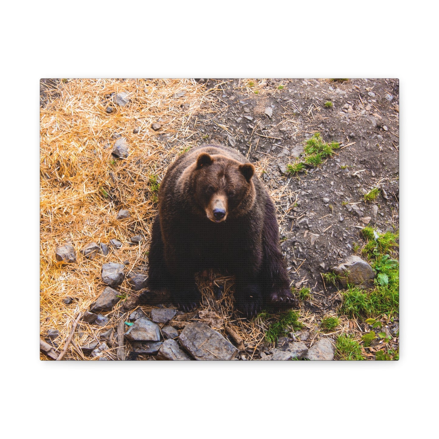 Canvas Print - Staring Bear Photograph