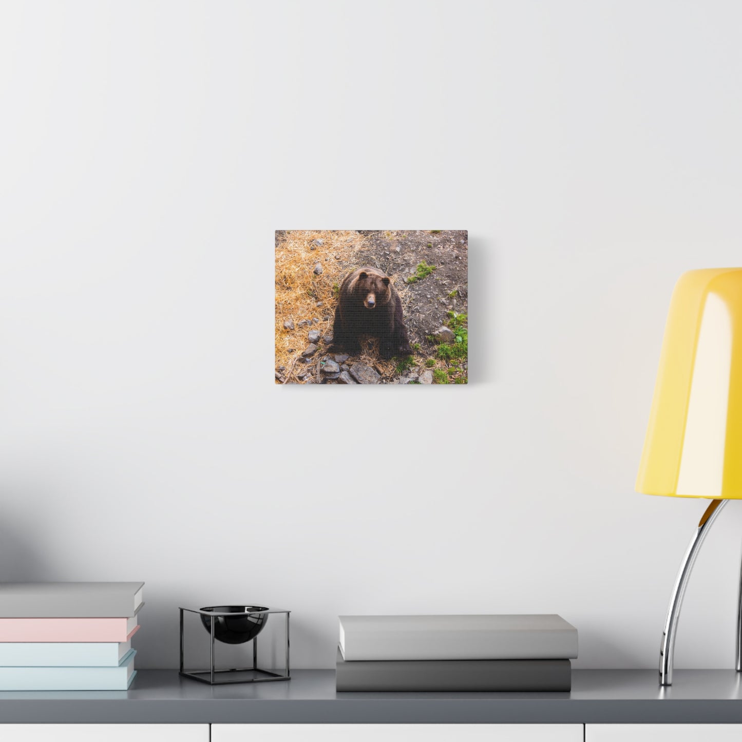 Canvas Print - Staring Bear Photograph