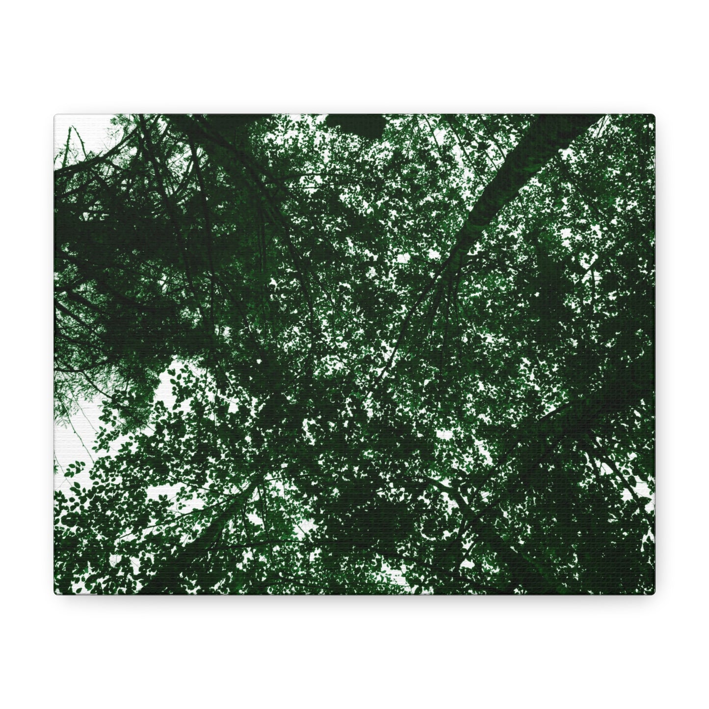 Canvas Print - Towering Tree Tops Photography