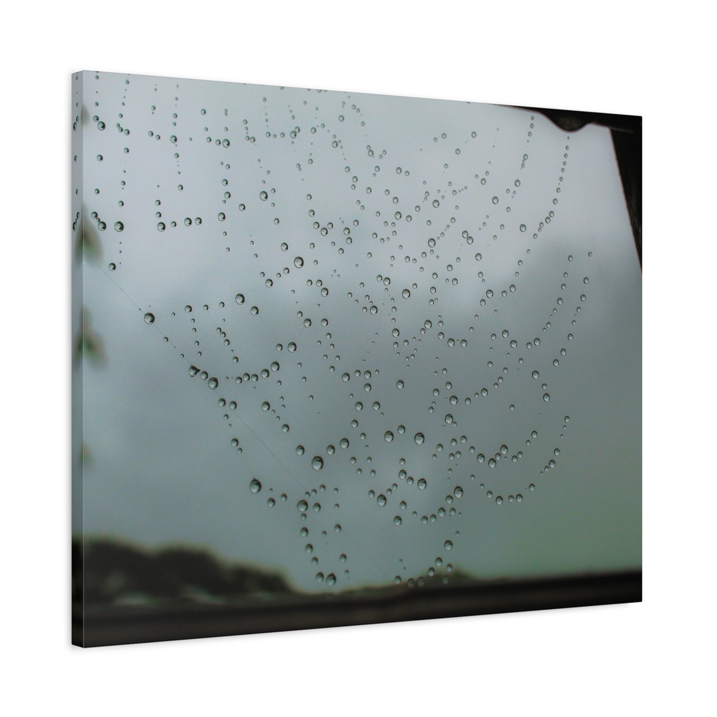 Canvas Print - Morning Dew on Spider Web Photo