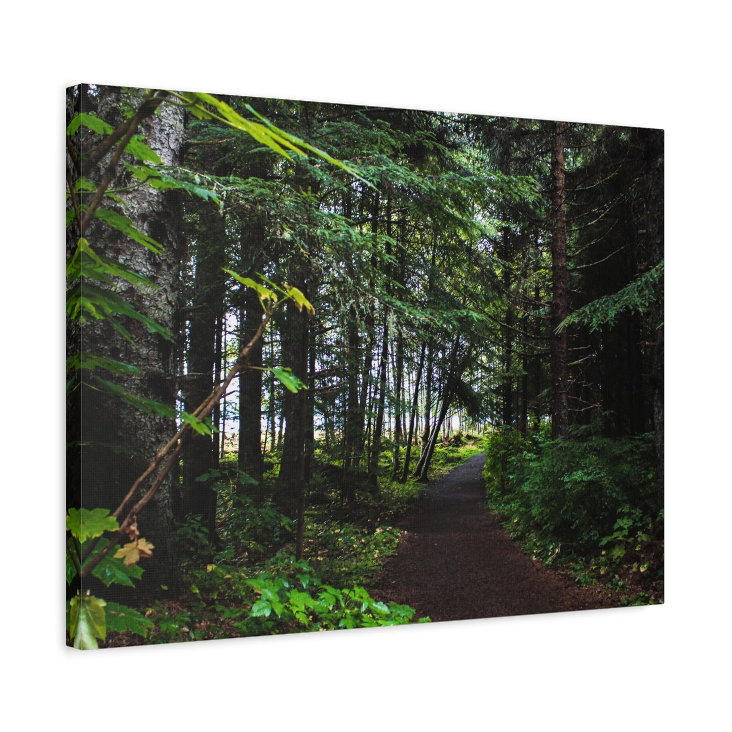 Copy of Canvas Art Print - Trail Through The Trees-Photograph