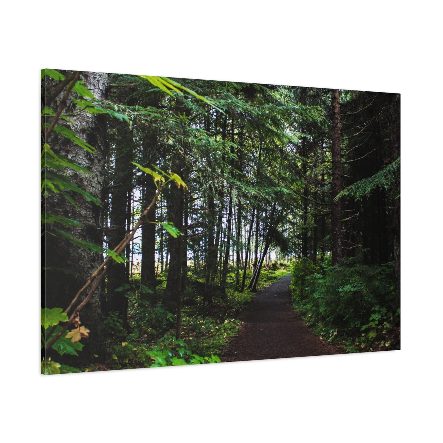 Copy of Canvas Art Print - Trail Through The Trees-Photograph