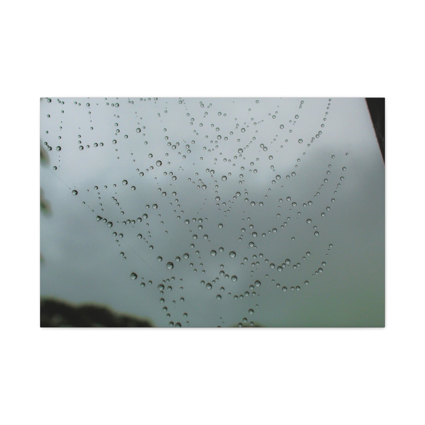 Canvas Print - Morning Dew on Spider Web Photo