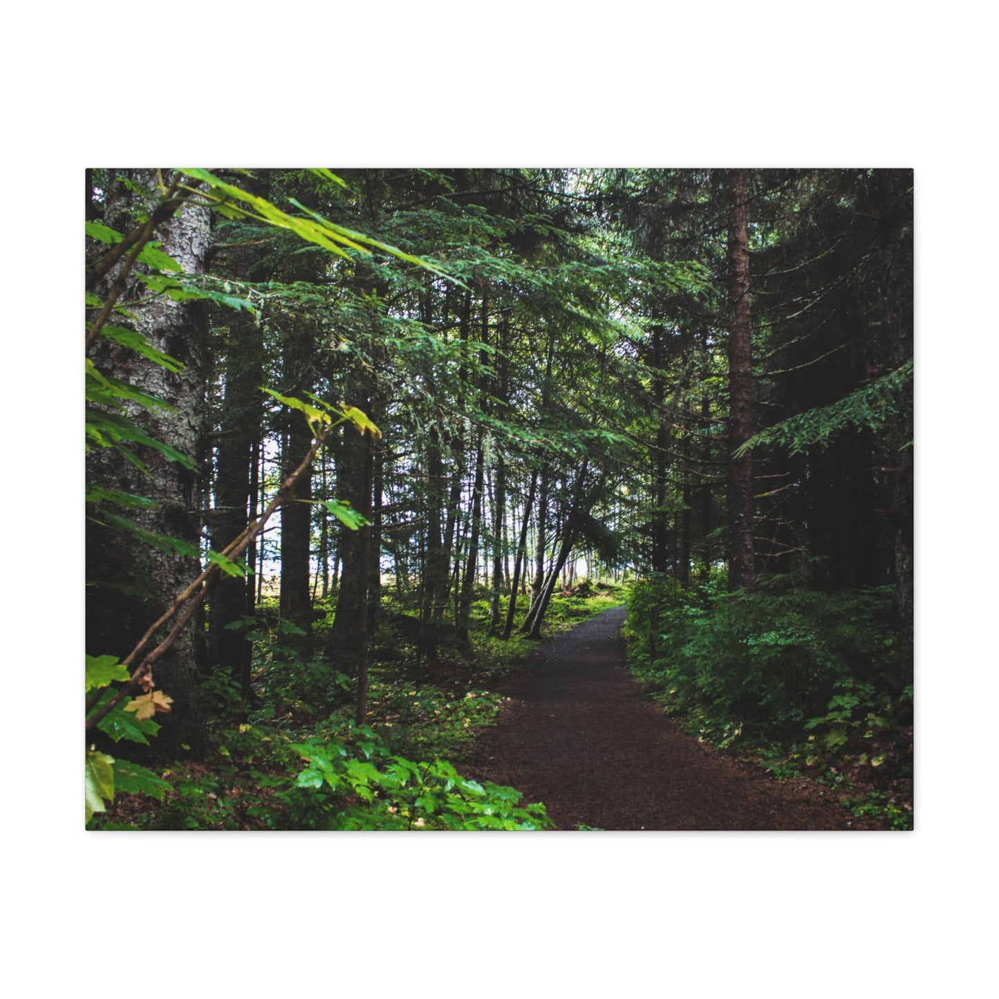 Copy of Canvas Art Print - Trail Through The Trees-Photograph