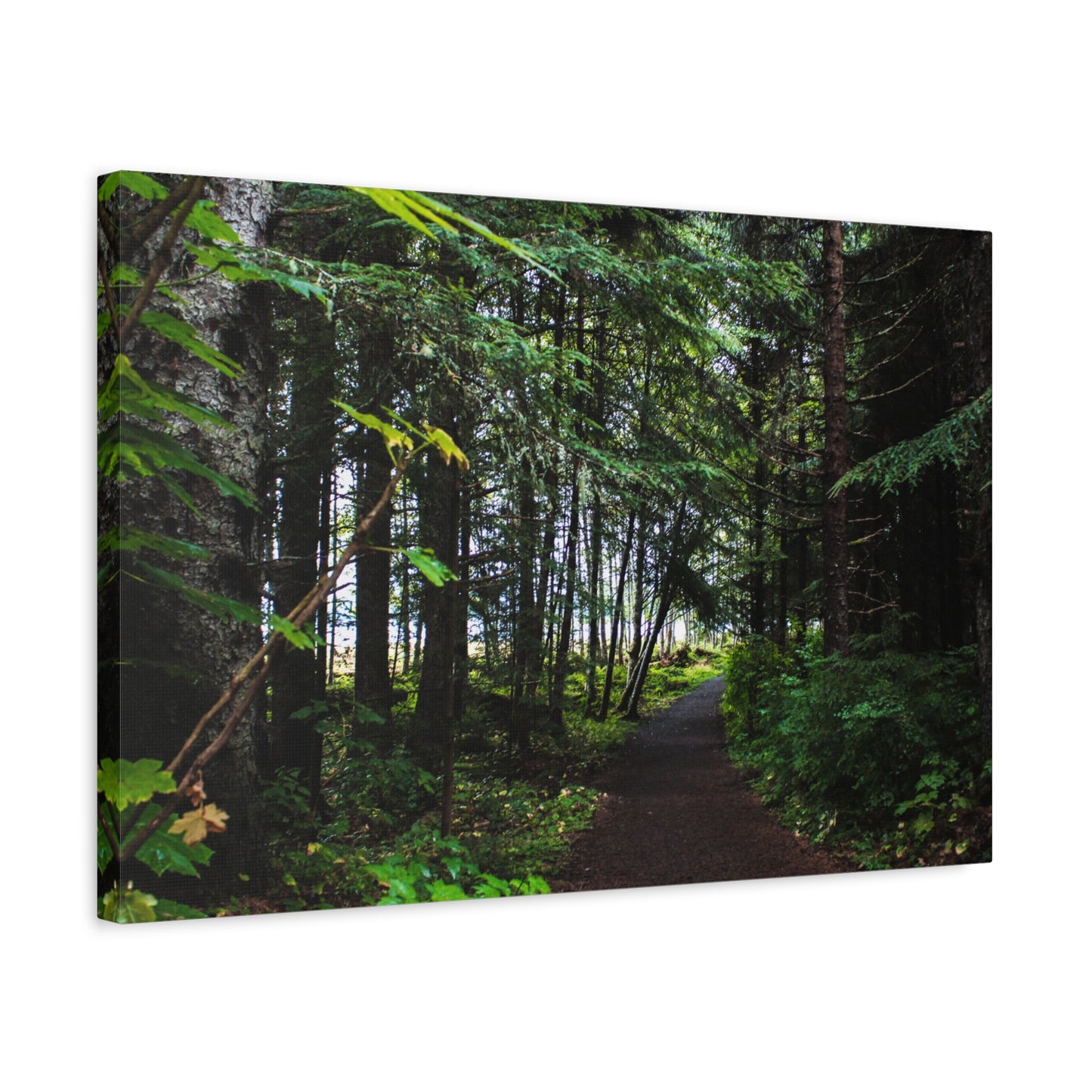 Copy of Canvas Art Print - Trail Through The Trees-Photograph
