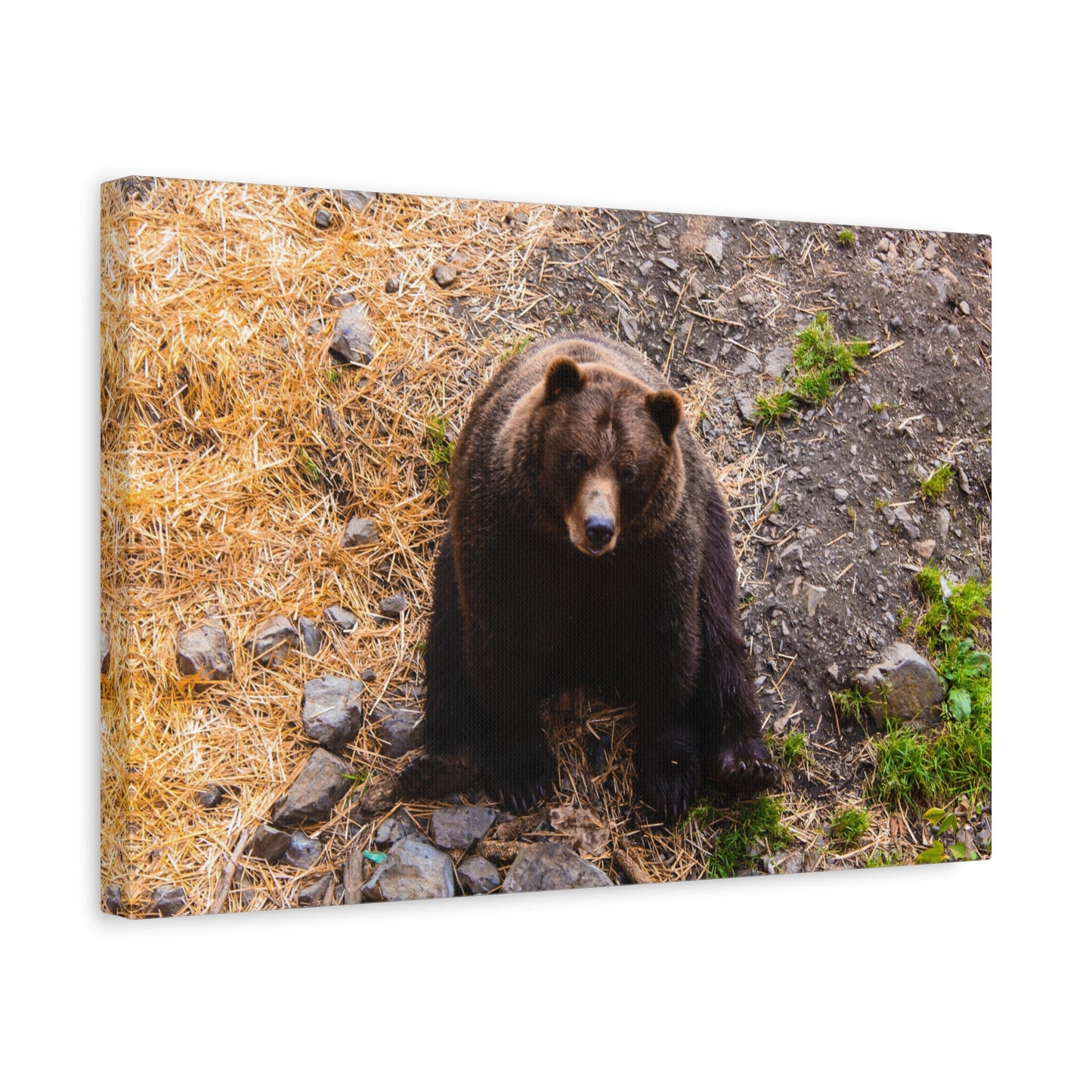 Canvas Print - Staring Bear Photograph