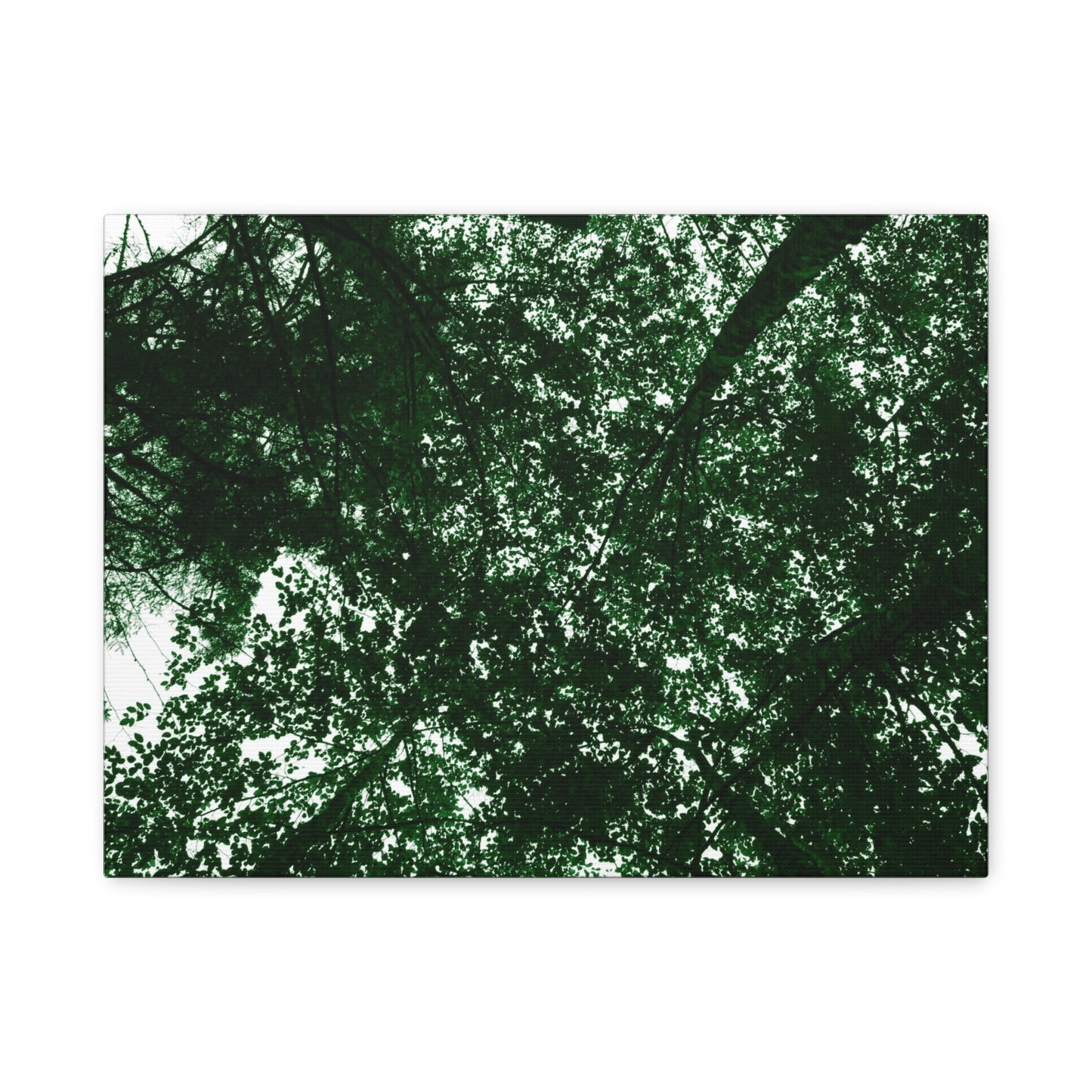 Canvas Print - Towering Tree Tops Photography