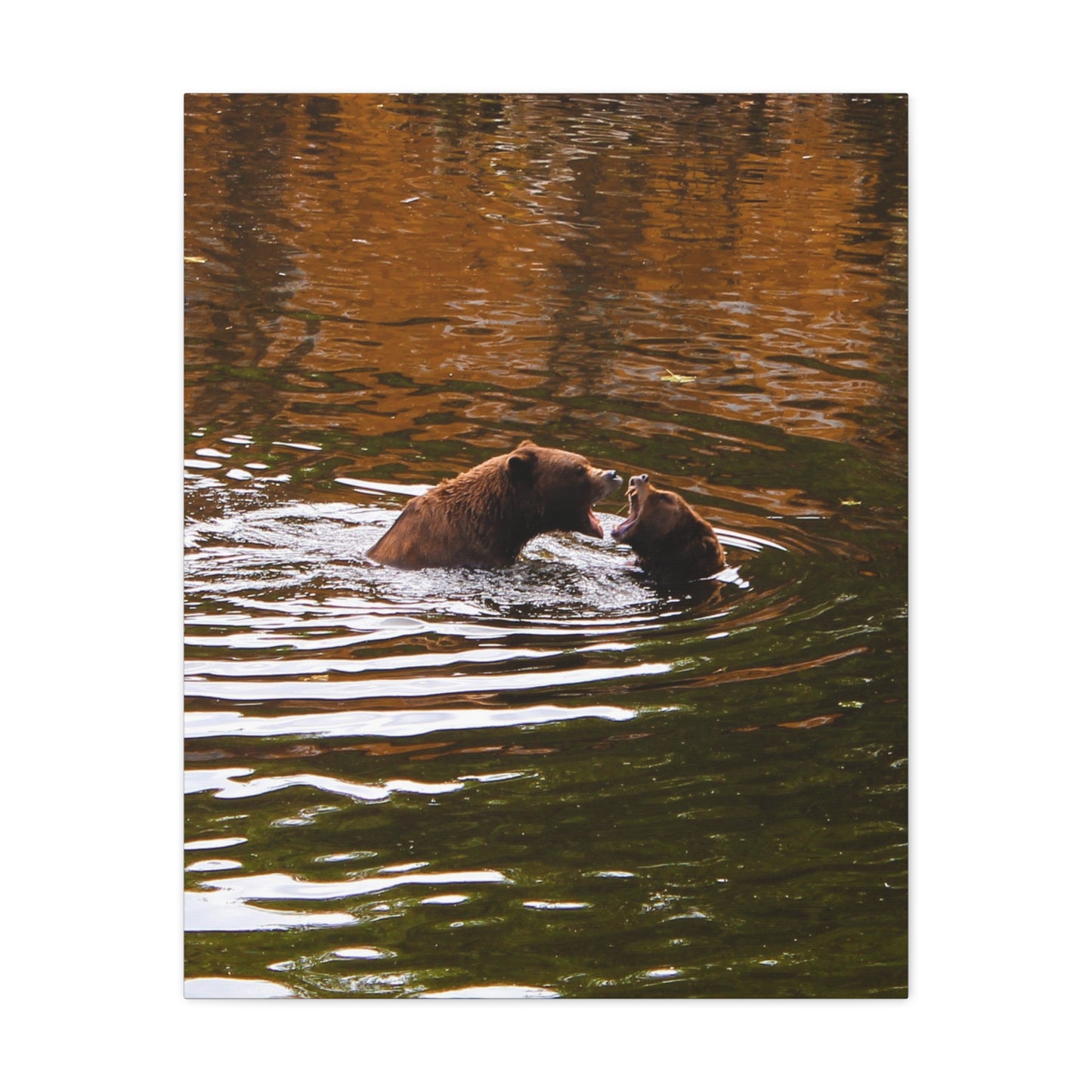 Canvas Print - Talking Bears Photograph