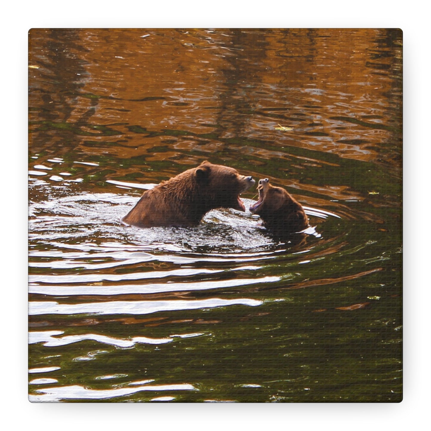 Canvas Print - Talking Bears Photograph