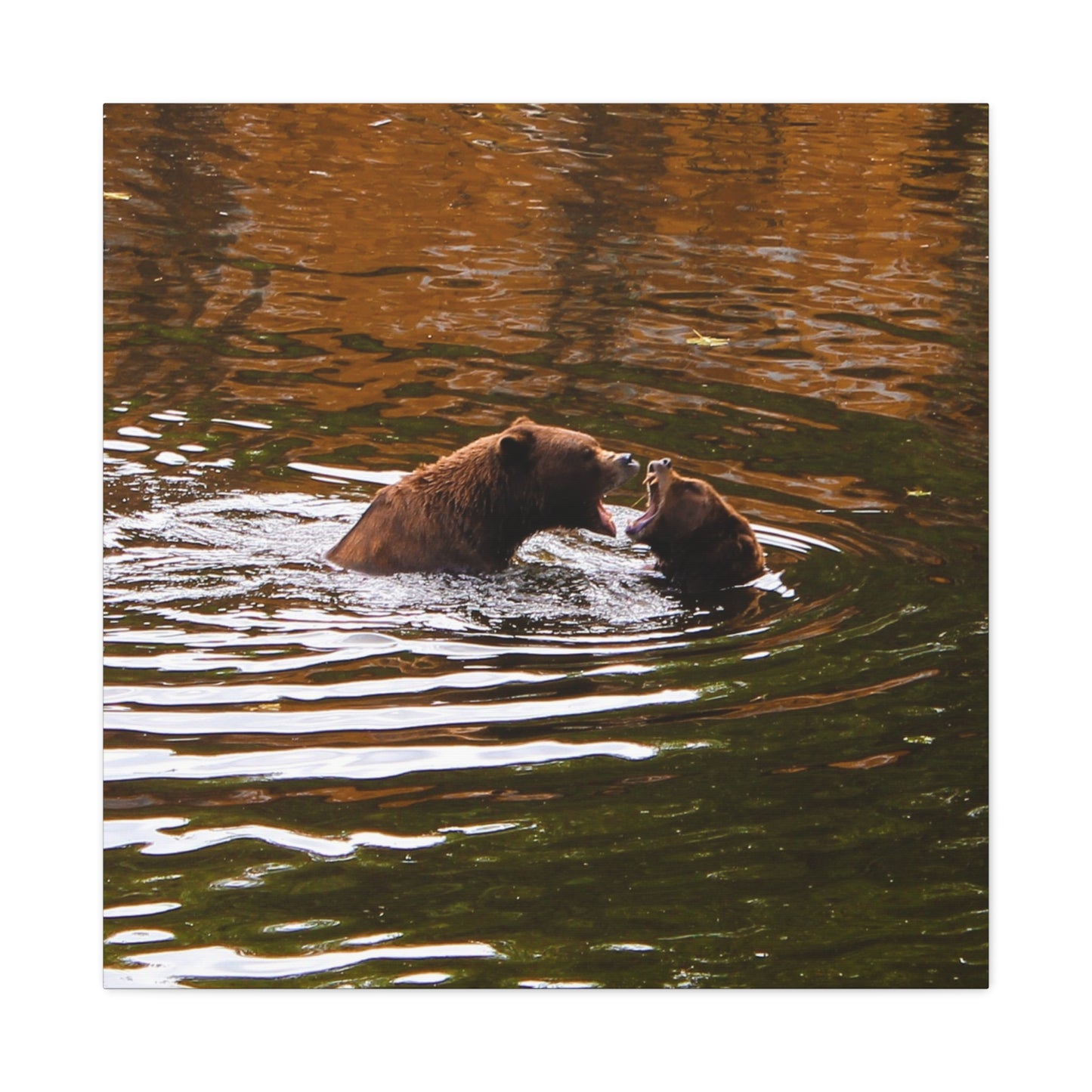 Canvas Print - Talking Bears Photograph