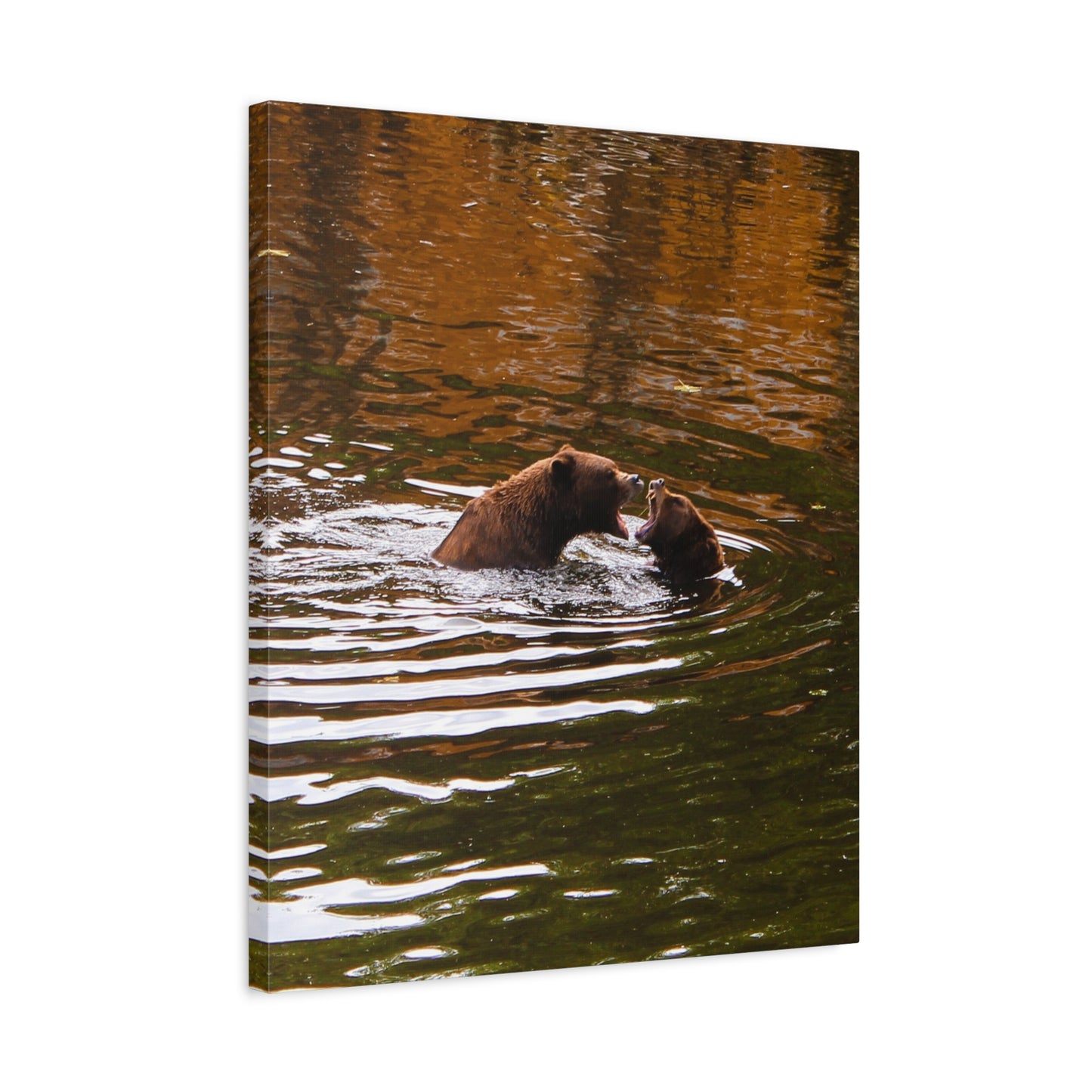 Canvas Print - Talking Bears Photograph