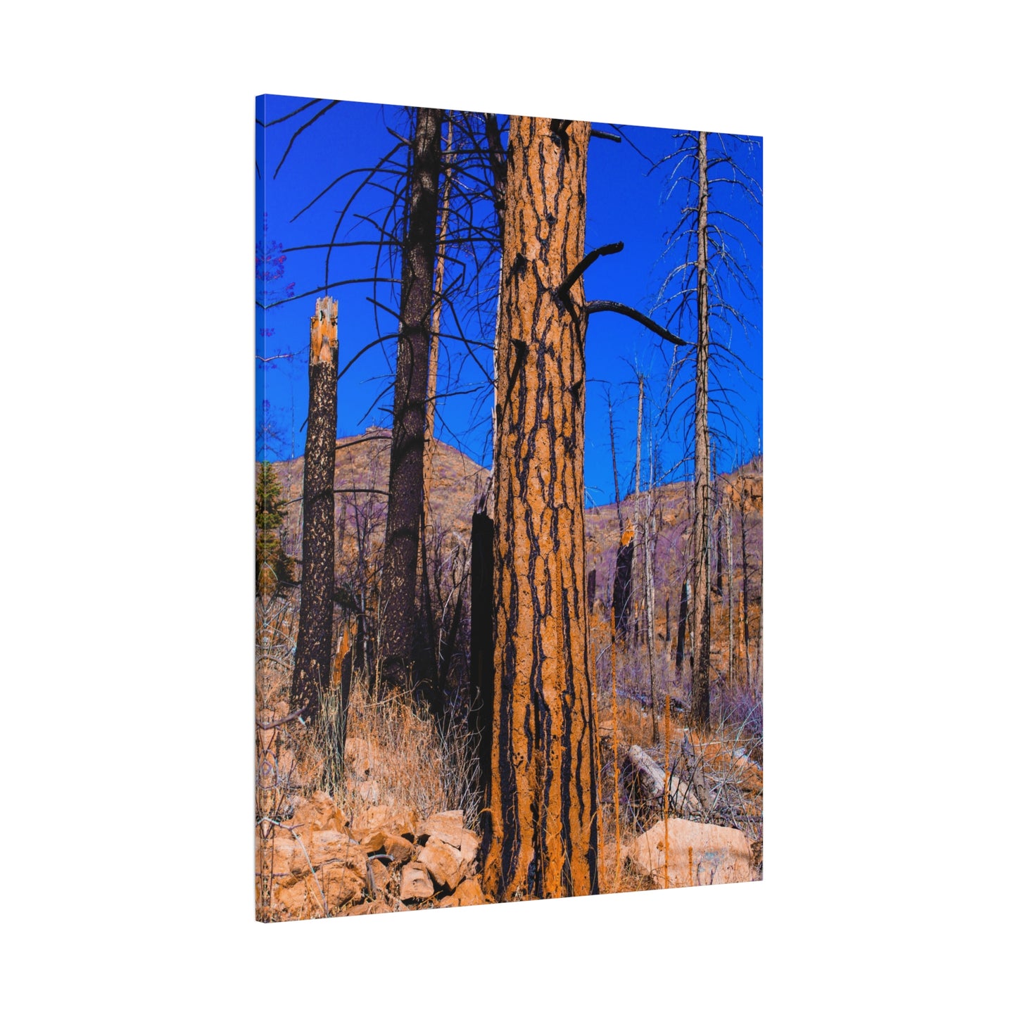 Canvas Print - Thunder Struck Tree Photo