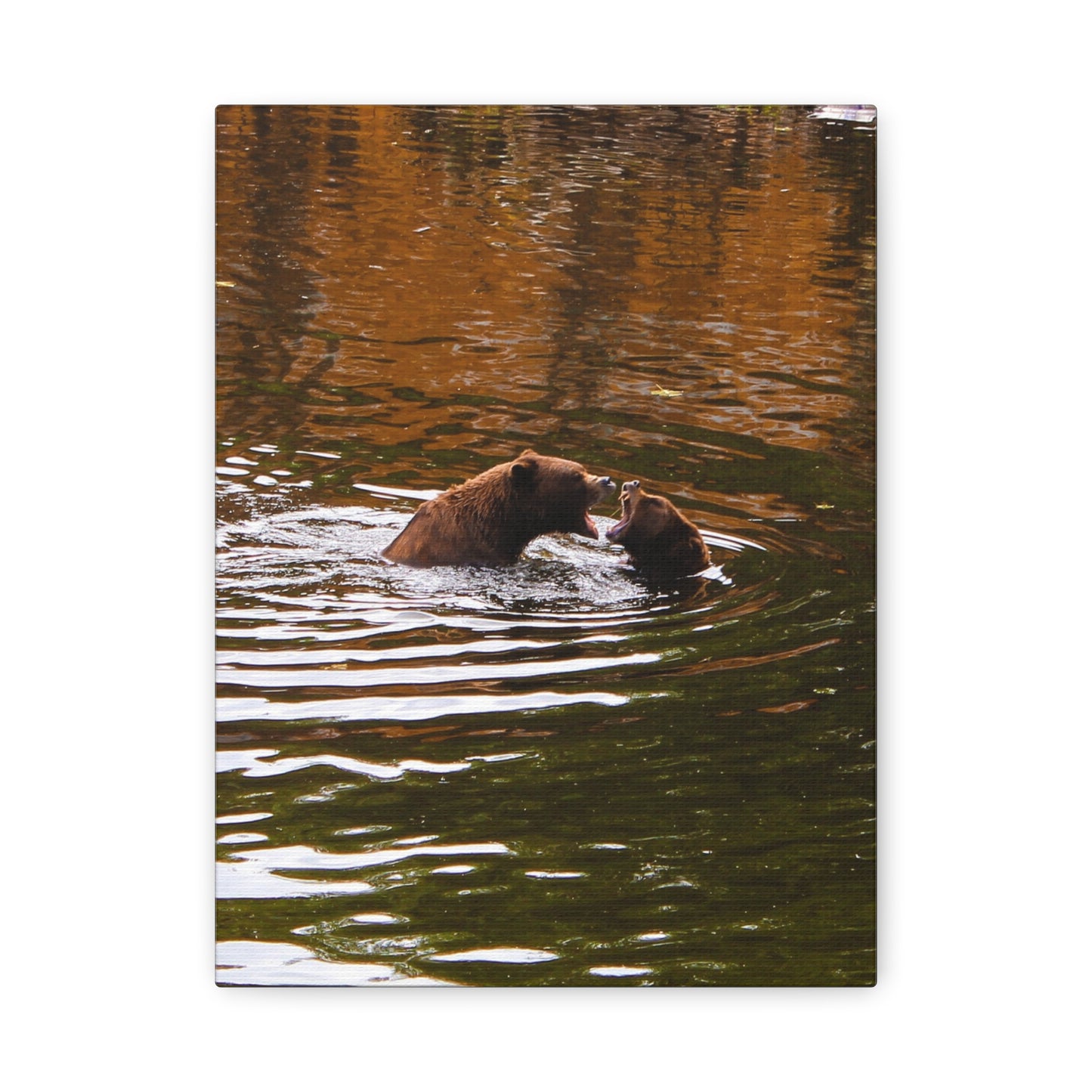 Canvas Print - Talking Bears Photograph