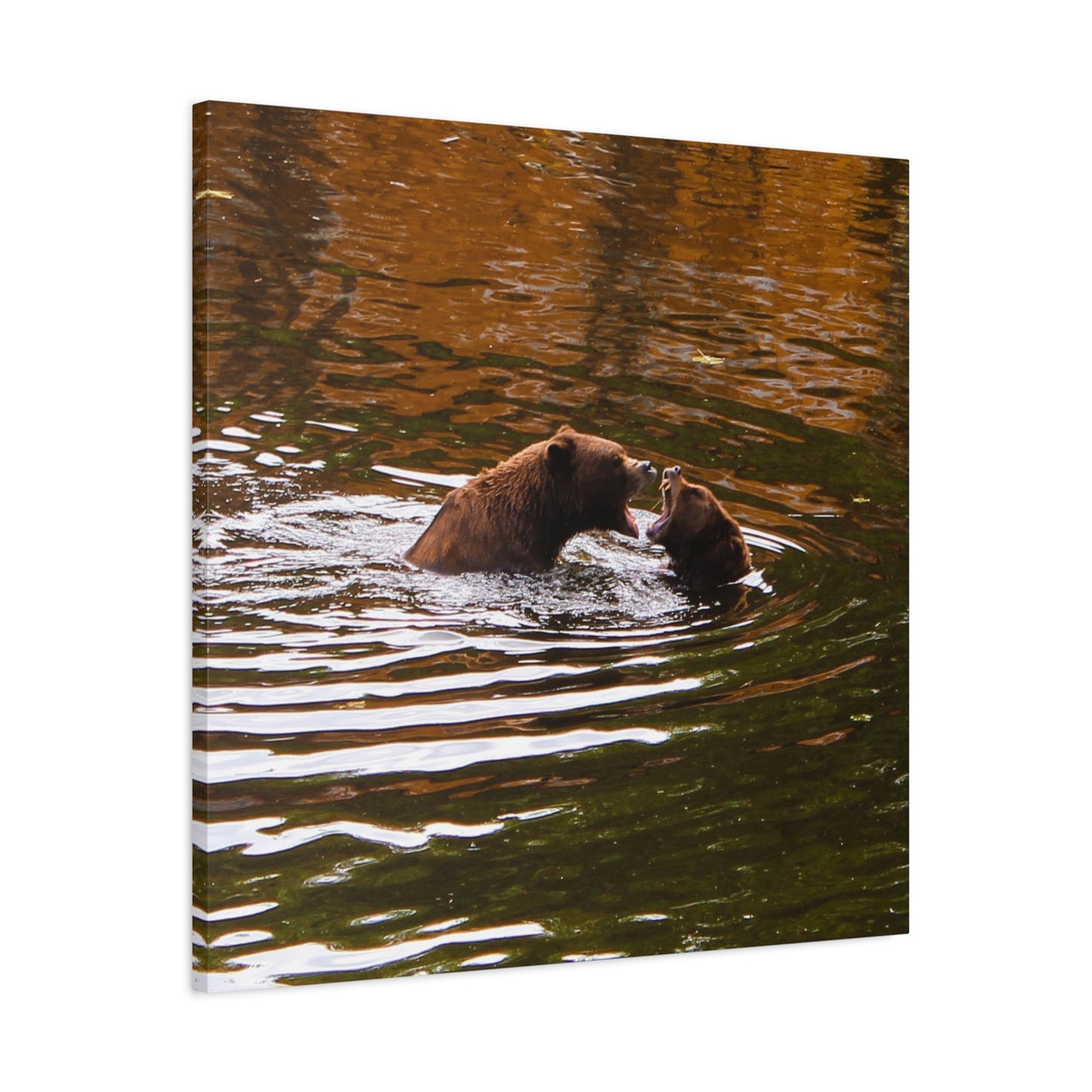 Canvas Print - Talking Bears Photograph