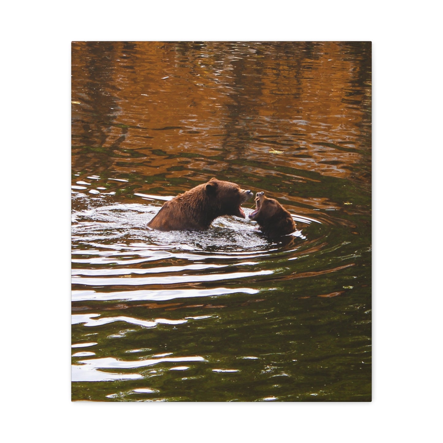 Canvas Print - Talking Bears Photograph