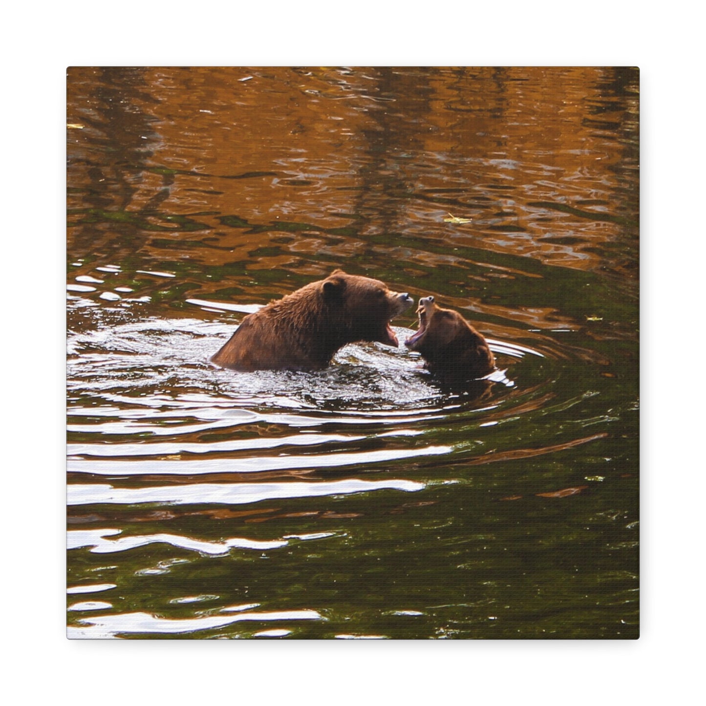 Canvas Print - Talking Bears Photograph