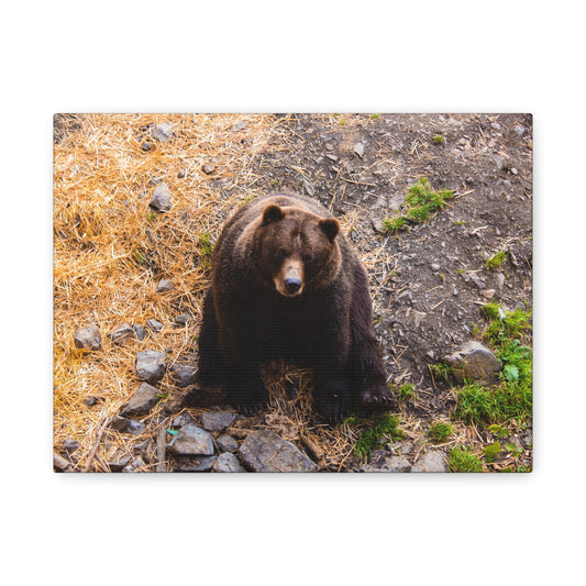 Canvas Print - Staring Bear Photograph