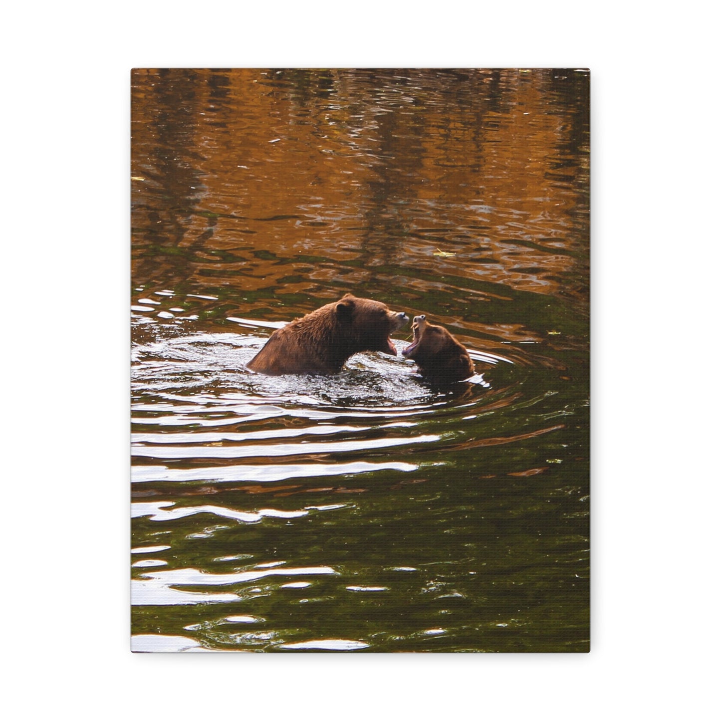 Canvas Print - Talking Bears Photograph