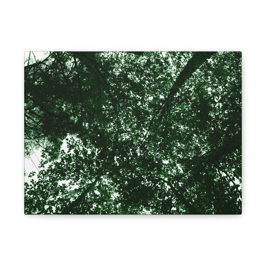 Canvas Print - Towering Tree Tops Photography