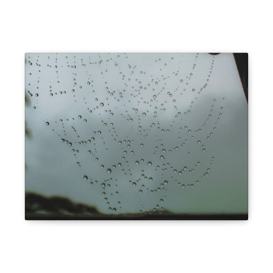 Canvas Print - Morning Dew on Spider Web Photo