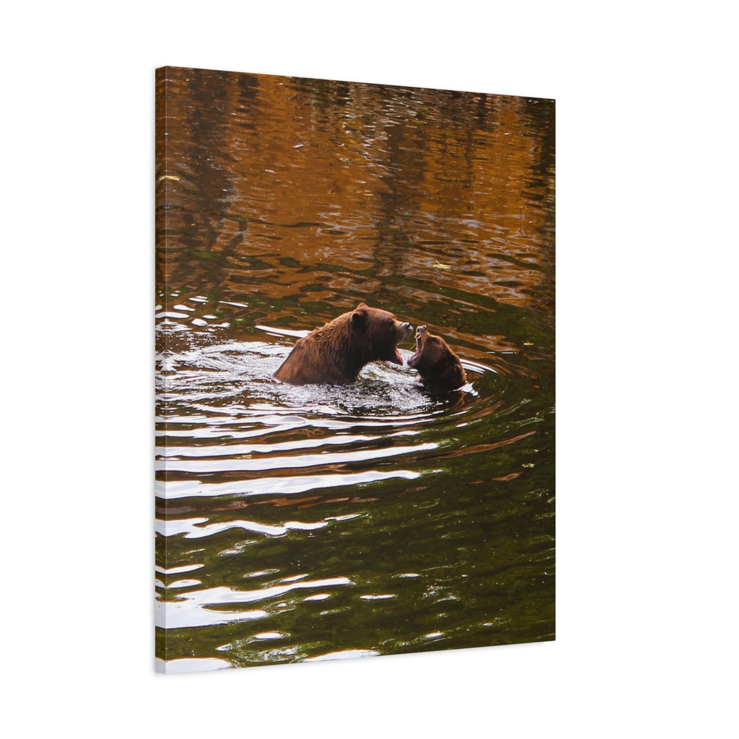 Canvas Print - Talking Bears Photograph